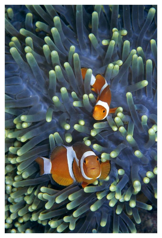 Clown Anemonefish pair in sea anemone tentacles-Paper Art-34"x50"