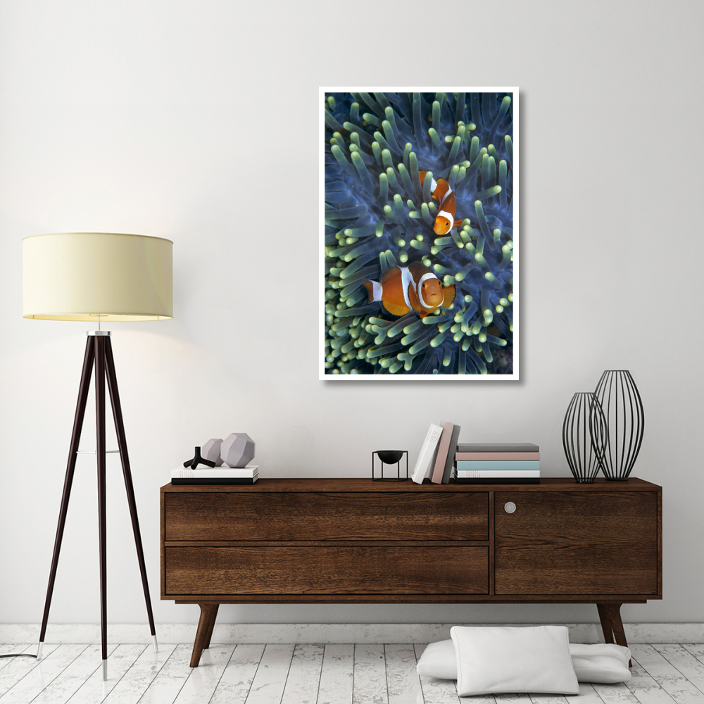 Clown Anemonefish pair in sea anemone tentacles-Paper Art-34&quotx50"