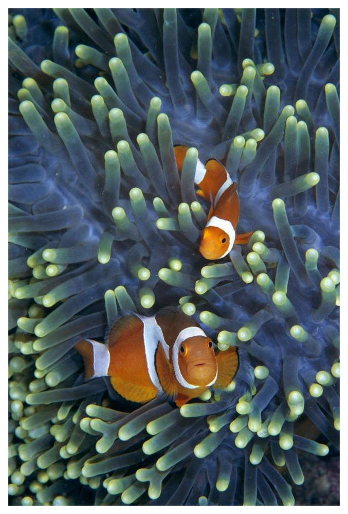 Clown Anemonefish pair in sea anemone tentacles-Paper Art-42"x62"