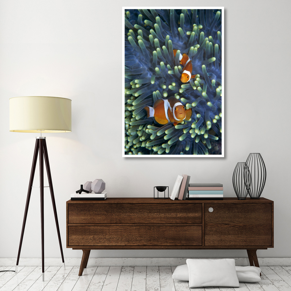 Clown Anemonefish pair in sea anemone tentacles-Paper Art-42&quotx62"