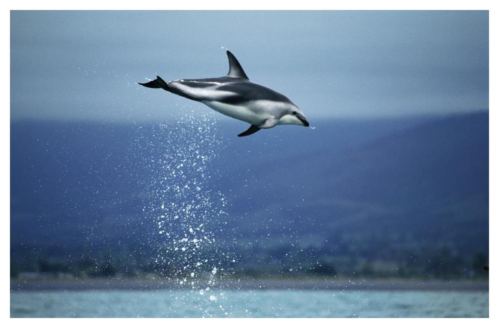 Dusky Dolphin leaping out of water, New Zealand-Paper Art-50"x34"