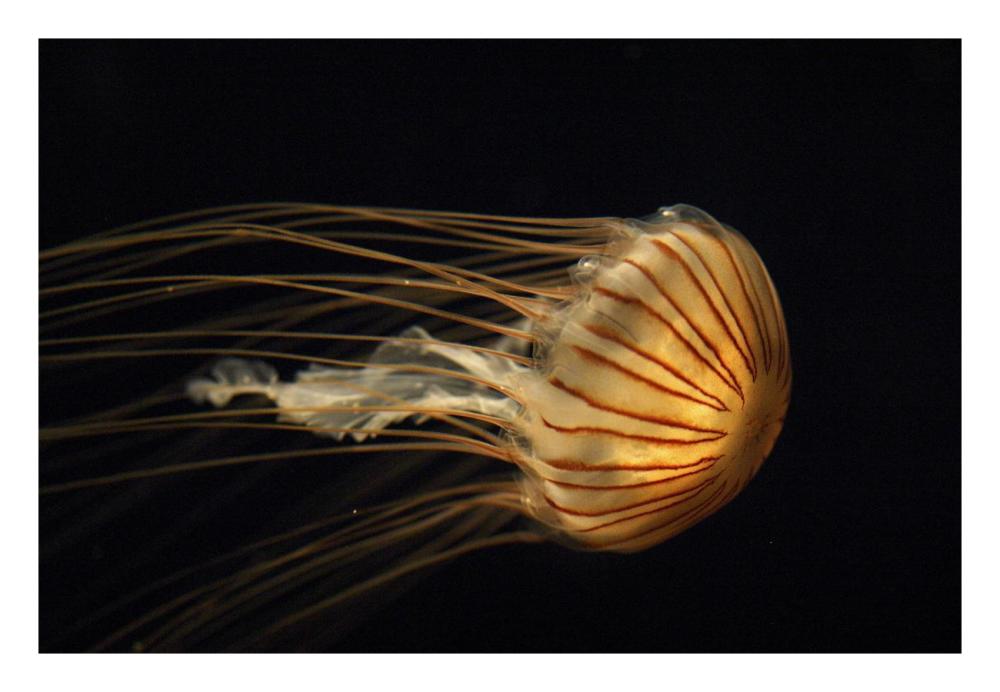 Northern Sea Nettle Jellyfish northern Pacific Ocean-Paper Art-26"x18"
