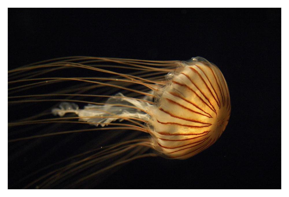Northern Sea Nettle Jellyfish northern Pacific Ocean-Paper Art-38"x26"