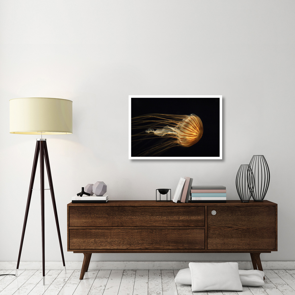 Northern Sea Nettle Jellyfish northern Pacific Ocean-Paper Art-38&quotx26"