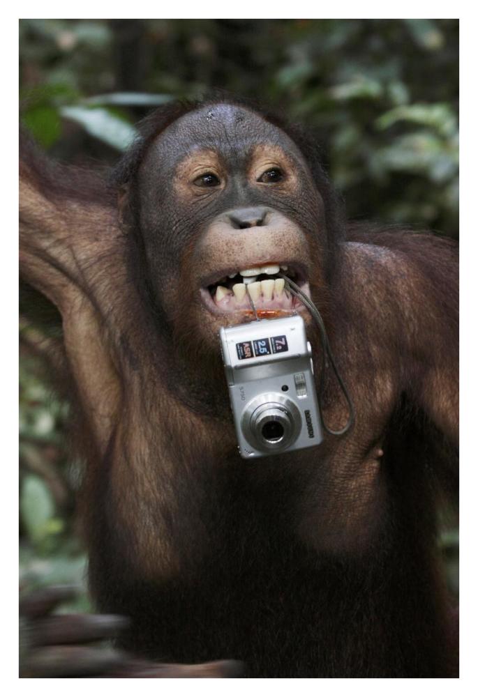 Orangutan with tourist's camera, Malaysia, Saba, Borneo-Paper Art-26"x38"