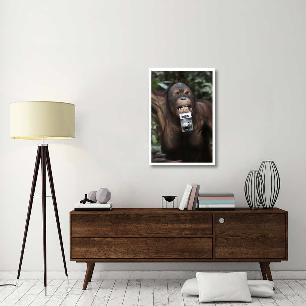 Orangutan with tourist's camera, Malaysia, Saba, Borneo-Paper Art-26&quotx38"