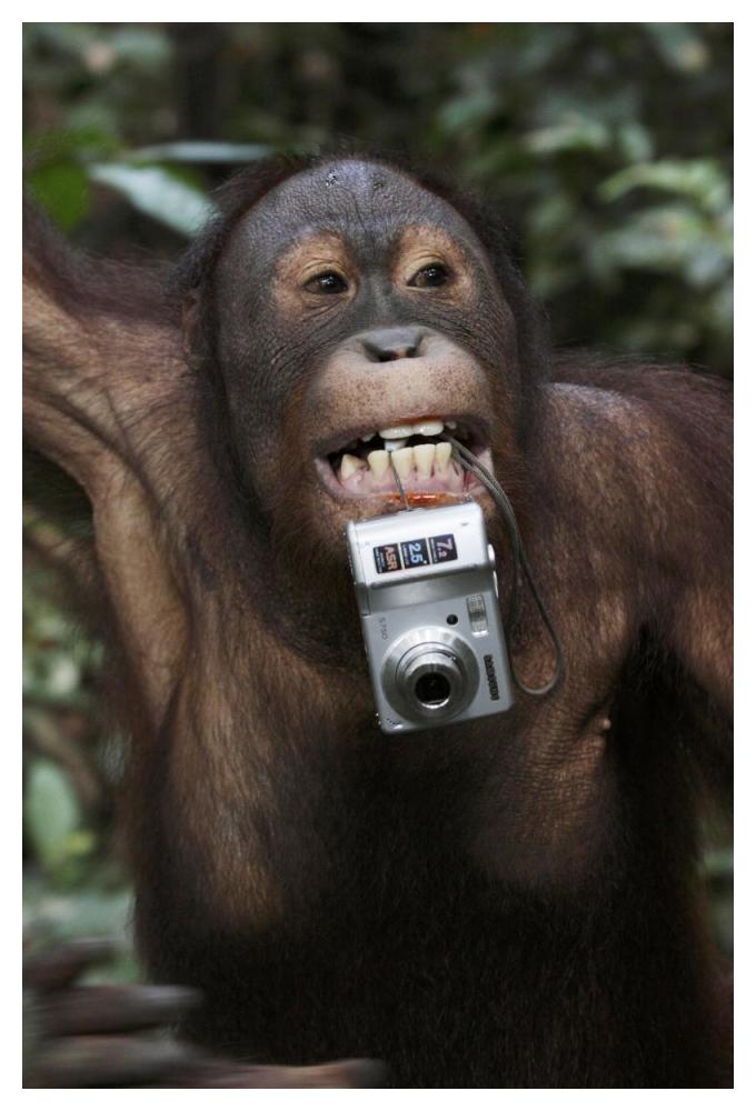 Orangutan with tourist's camera, Malaysia, Saba, Borneo-Paper Art-34"x50"
