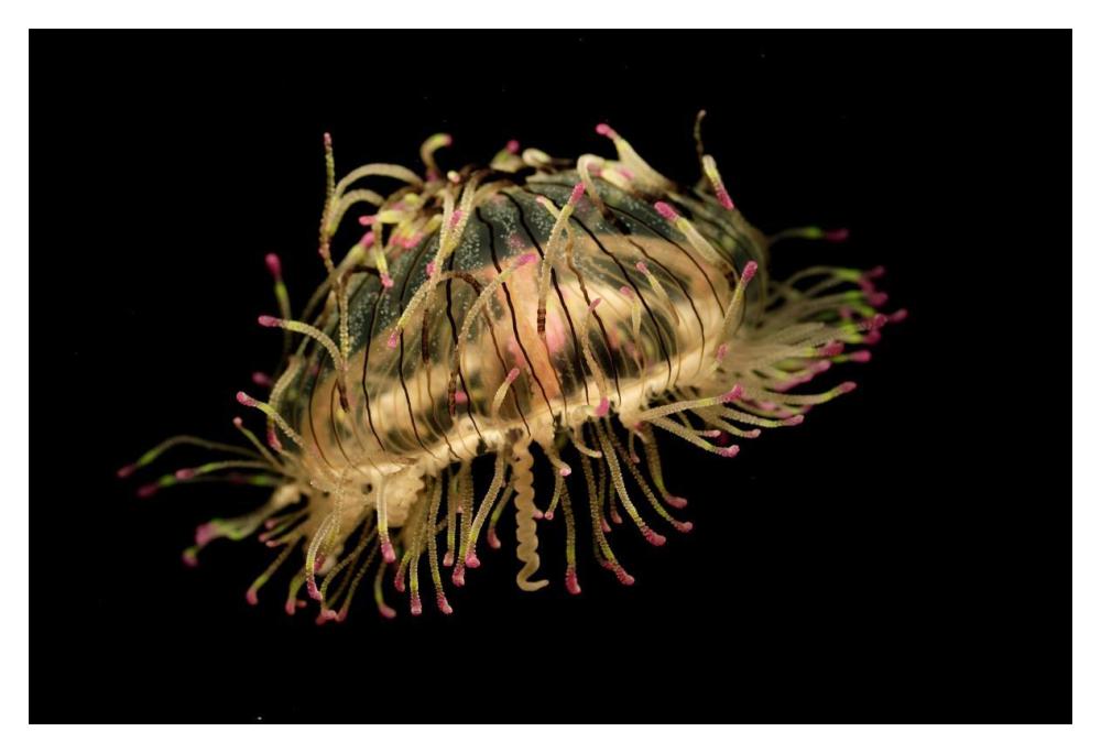 Flower Hat Jelly, native to Brazil, Argentina and Japan-Paper Art-20"x14"