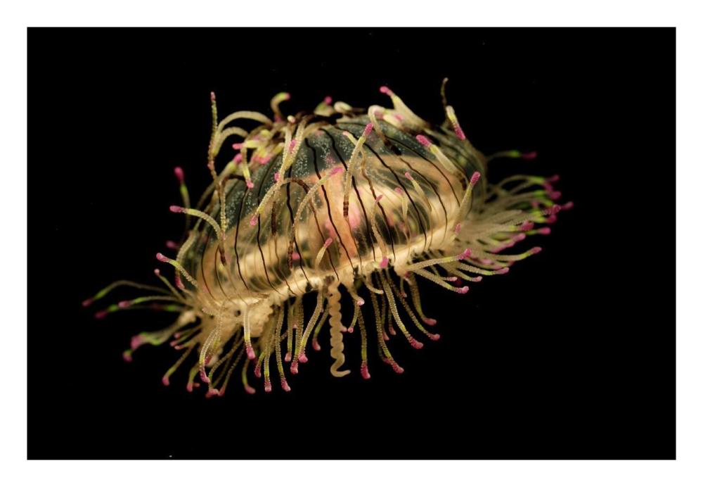 Flower Hat Jelly, native to Brazil, Argentina and Japan-Paper Art-26"x18"