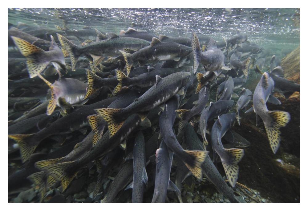 Pink Salmon spawning mass, Prince William Sound, Alaska-Paper Art-20"x14"