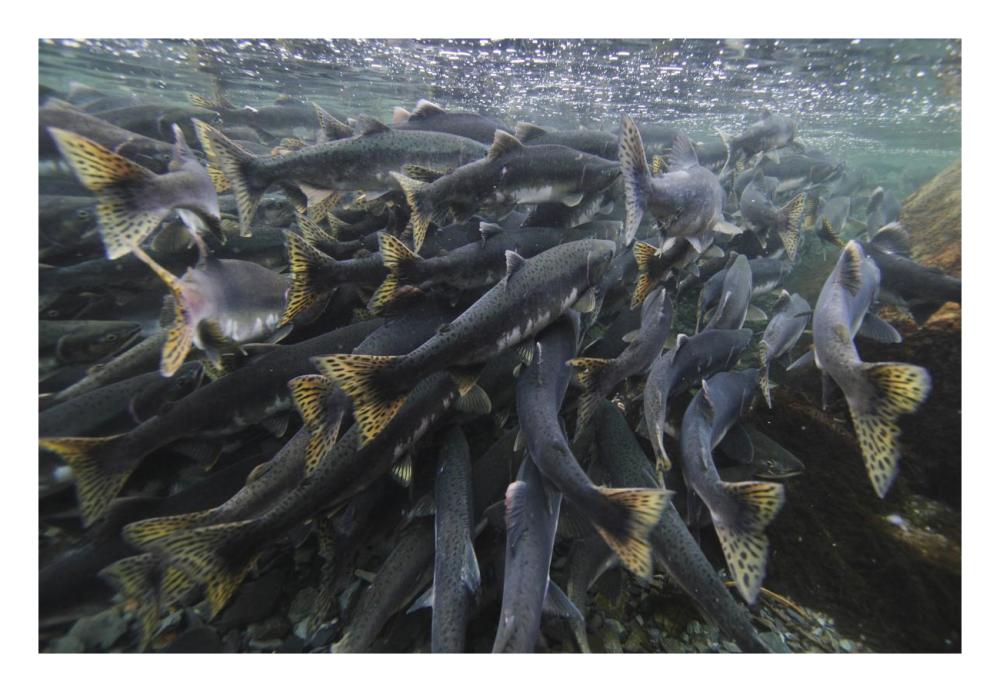 Pink Salmon spawning mass, Prince William Sound, Alaska-Paper Art-26"x18"
