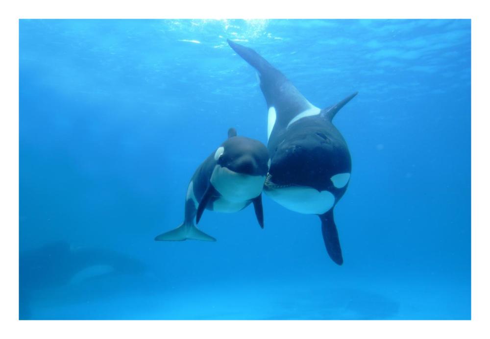 Orca mother and newborn baby, Sea World, Kamogawa, Japan-Paper Art-26"x18"