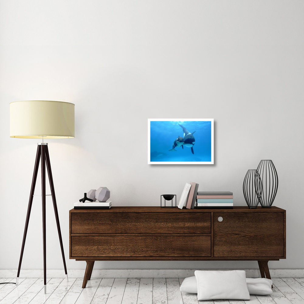 Orca mother and newborn baby, Sea World, Kamogawa, Japan-Paper Art-26&quotx18"
