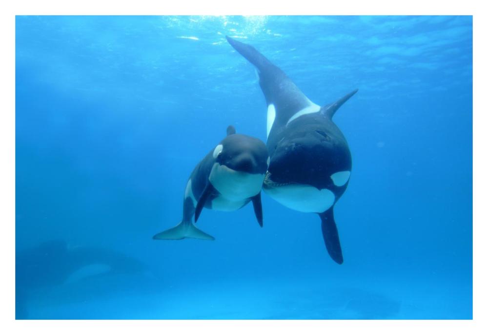 Orca mother and newborn baby, Sea World, Kamogawa, Japan-Paper Art-32"x22"