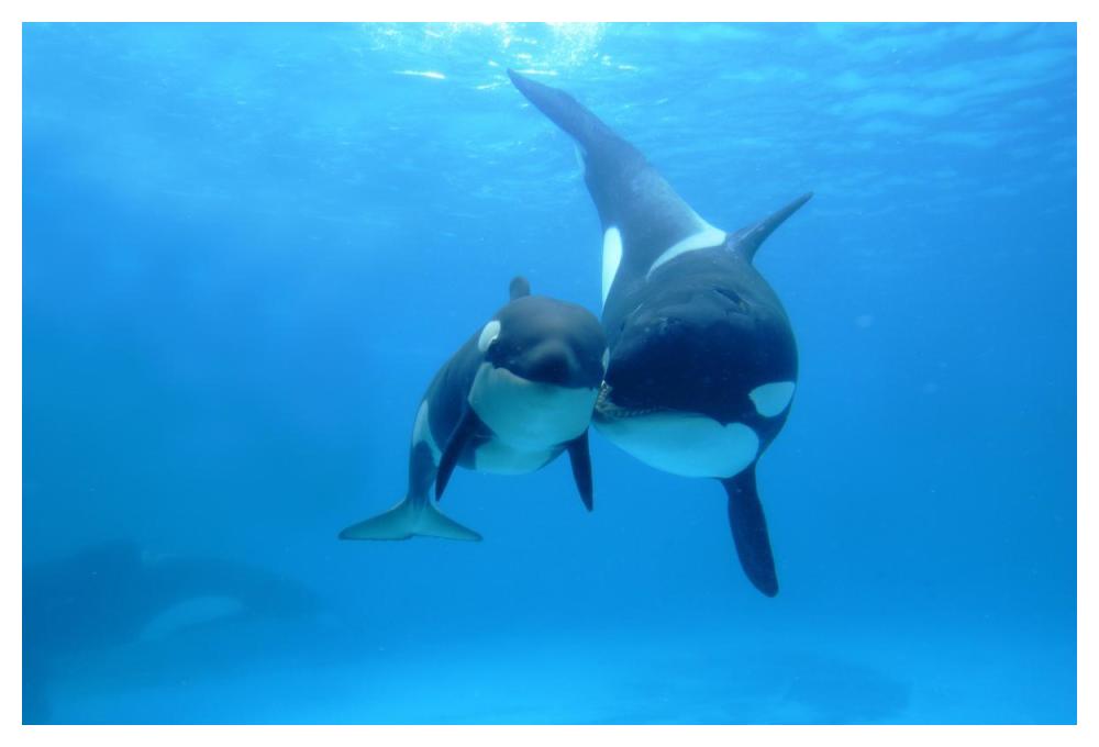 Orca mother and newborn baby, Sea World, Kamogawa, Japan-Paper Art-50"x34"