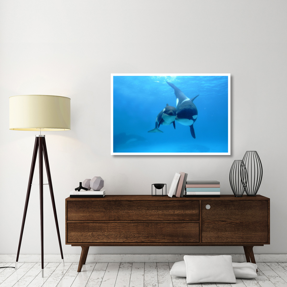 Orca mother and newborn baby, Sea World, Kamogawa, Japan-Paper Art-50&quotx34"