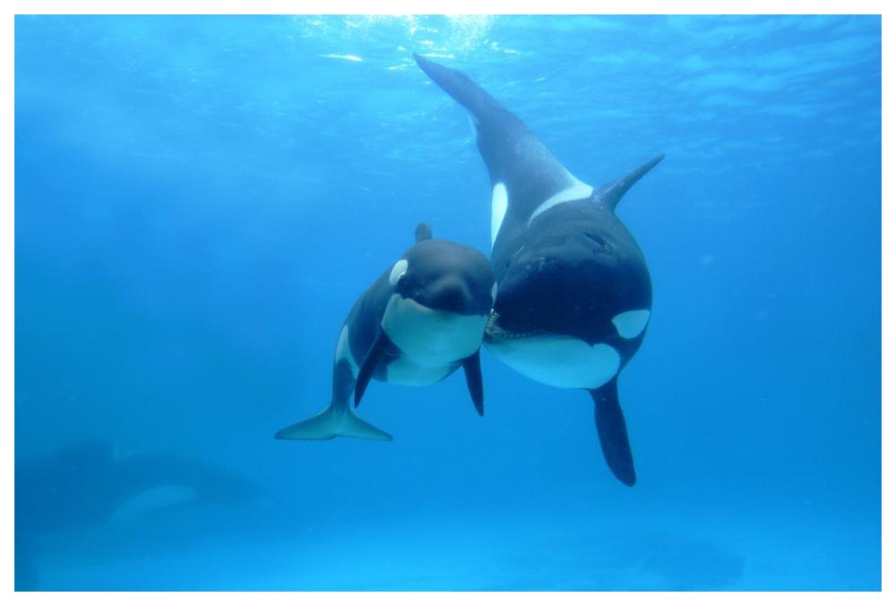 Orca mother and newborn baby, Sea World, Kamogawa, Japan-Paper Art-62"x42"
