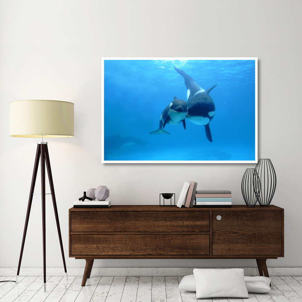 Orca mother and newborn baby, Sea World, Kamogawa, Japan-Paper Art-62&quotx42"