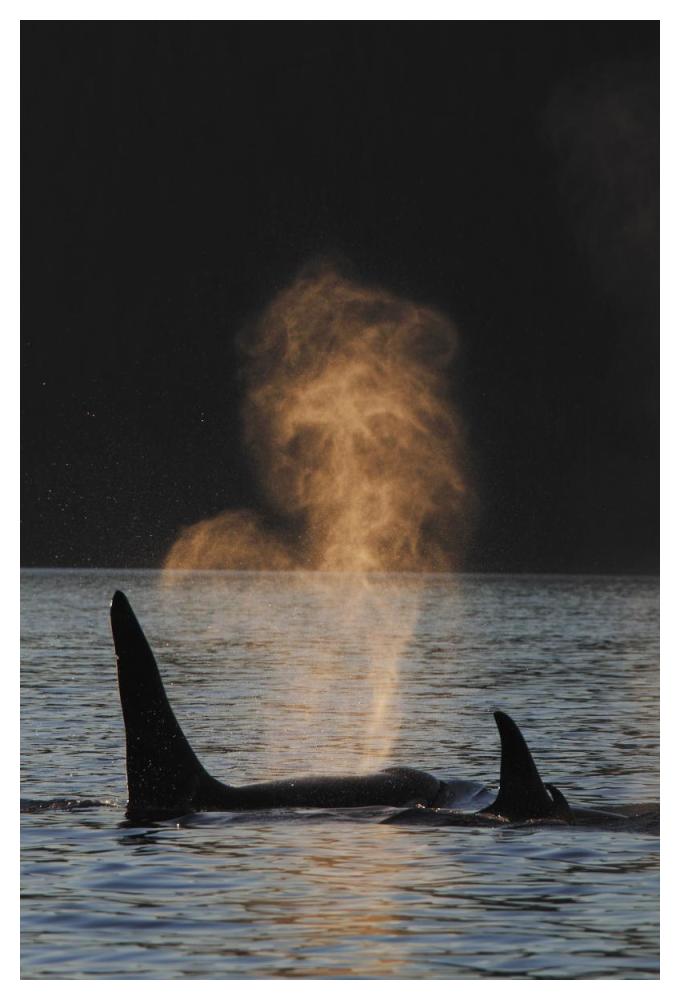 Orca resident pod spouting, Prince William Sound, Alaska-Paper Art-34"x50"