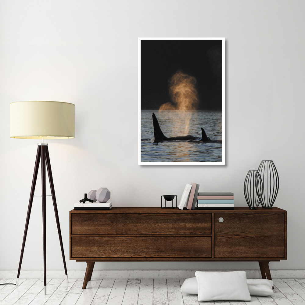 Orca resident pod spouting, Prince William Sound, Alaska-Paper Art-34&quotx50"