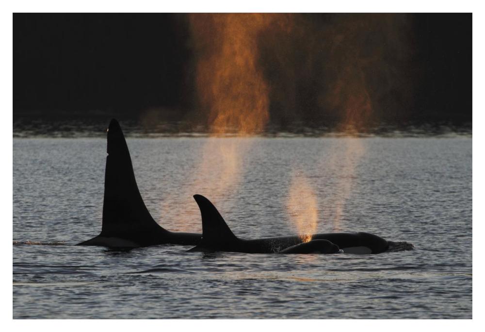 Orca resident pod spouting, Prince William Sound, Alaska-Paper Art-20"x14"