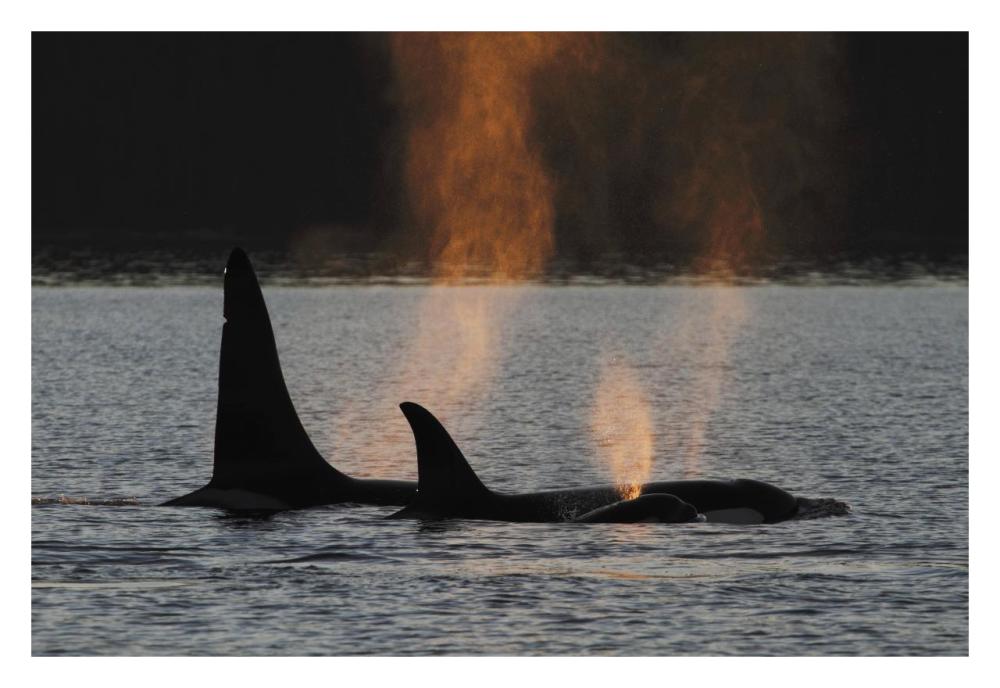 Orca resident pod spouting, Prince William Sound, Alaska-Paper Art-32"x22"