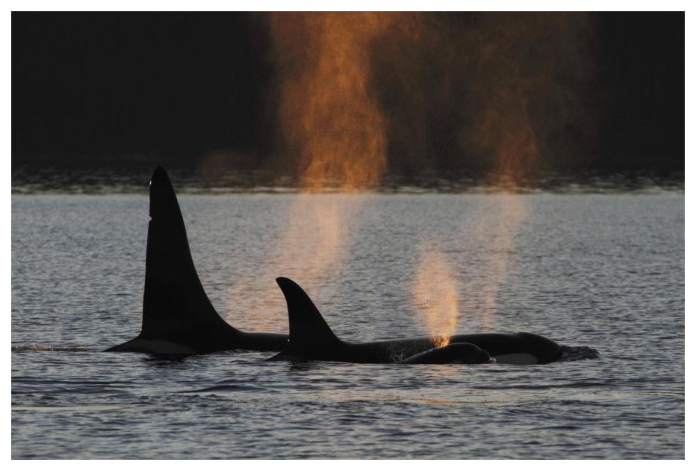 Orca resident pod spouting, Prince William Sound, Alaska-Paper Art-62"x42"