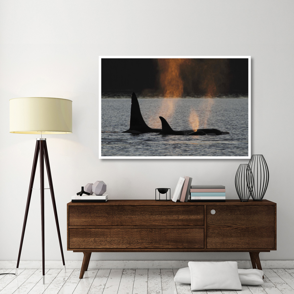Orca resident pod spouting, Prince William Sound, Alaska-Paper Art-62&quotx42"