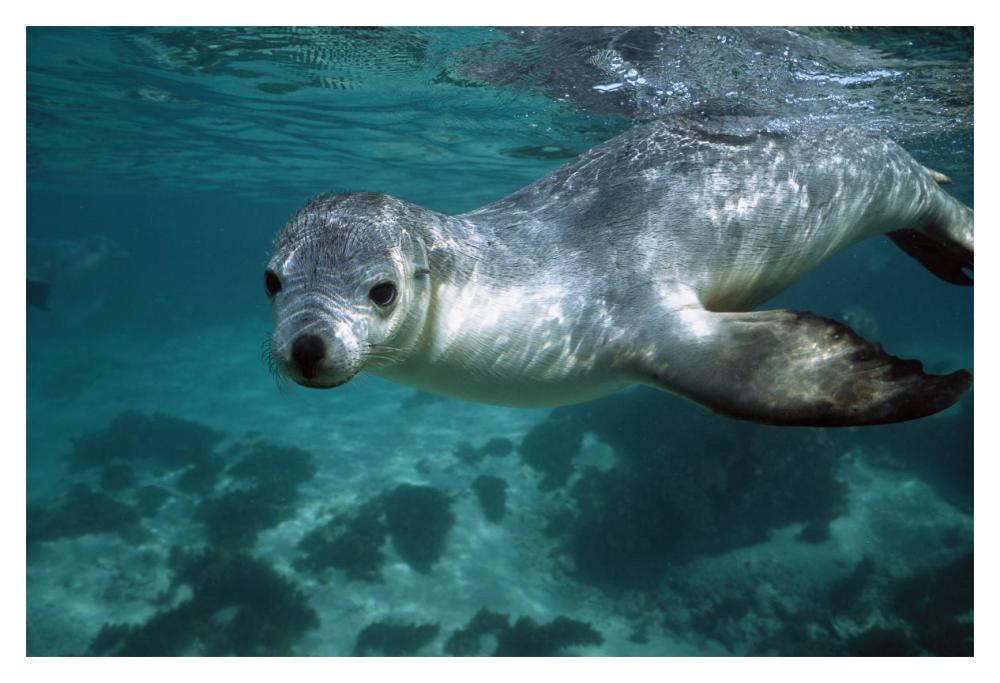 Australian Sea Lion underwater portrait, South Australia-Paper Art-20"x14"