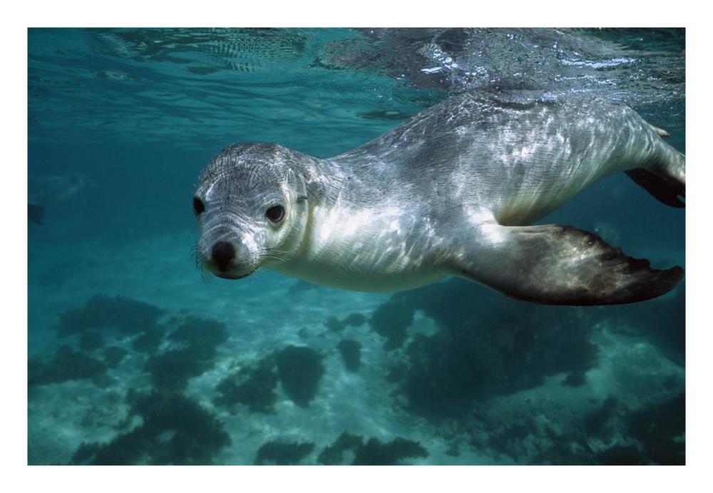 Australian Sea Lion underwater portrait, South Australia-Paper Art-26"x18"
