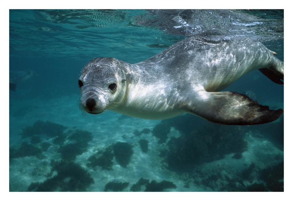 Australian Sea Lion underwater portrait, South Australia-Paper Art-32"x22"