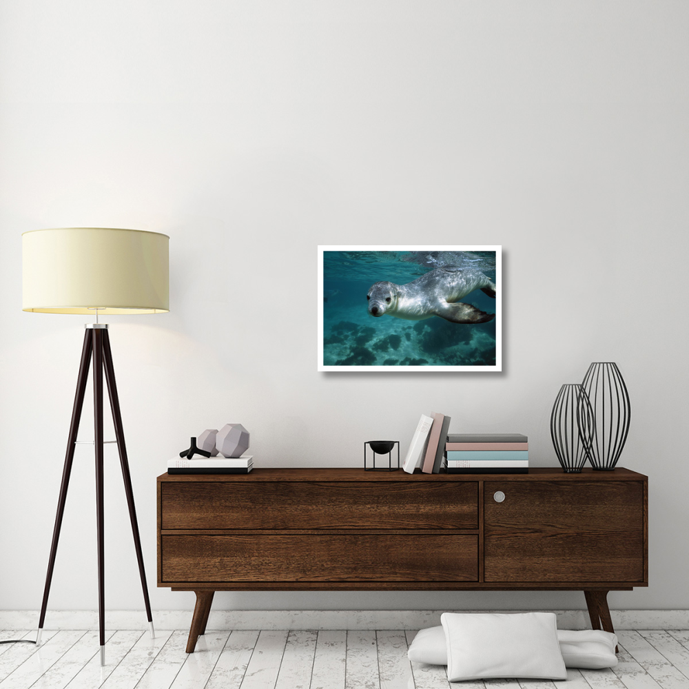 Australian Sea Lion underwater portrait, South Australia-Paper Art-32&quotx22"
