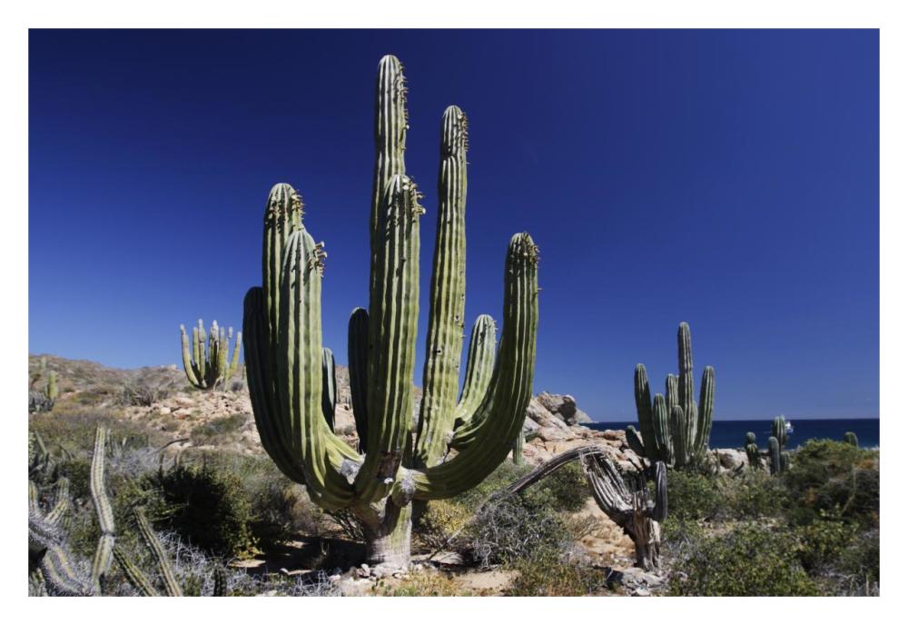Cardon cacti, Santa Catalina Island, Sea of Cortez, Mexico-Paper Art-32"x22"
