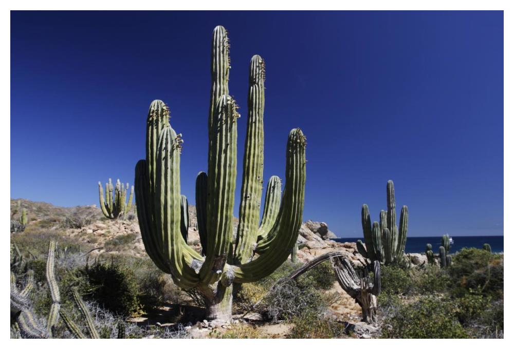 Cardon cacti, Santa Catalina Island, Sea of Cortez, Mexico-Paper Art-50"x34"