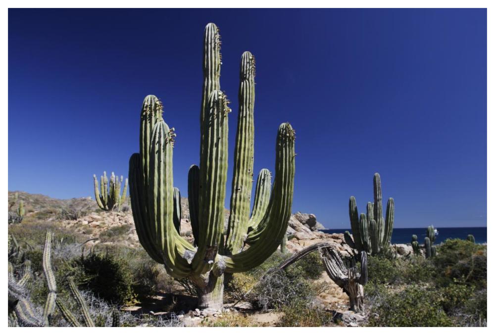 Cardon cacti, Santa Catalina Island, Sea of Cortez, Mexico-Paper Art-62"x42"