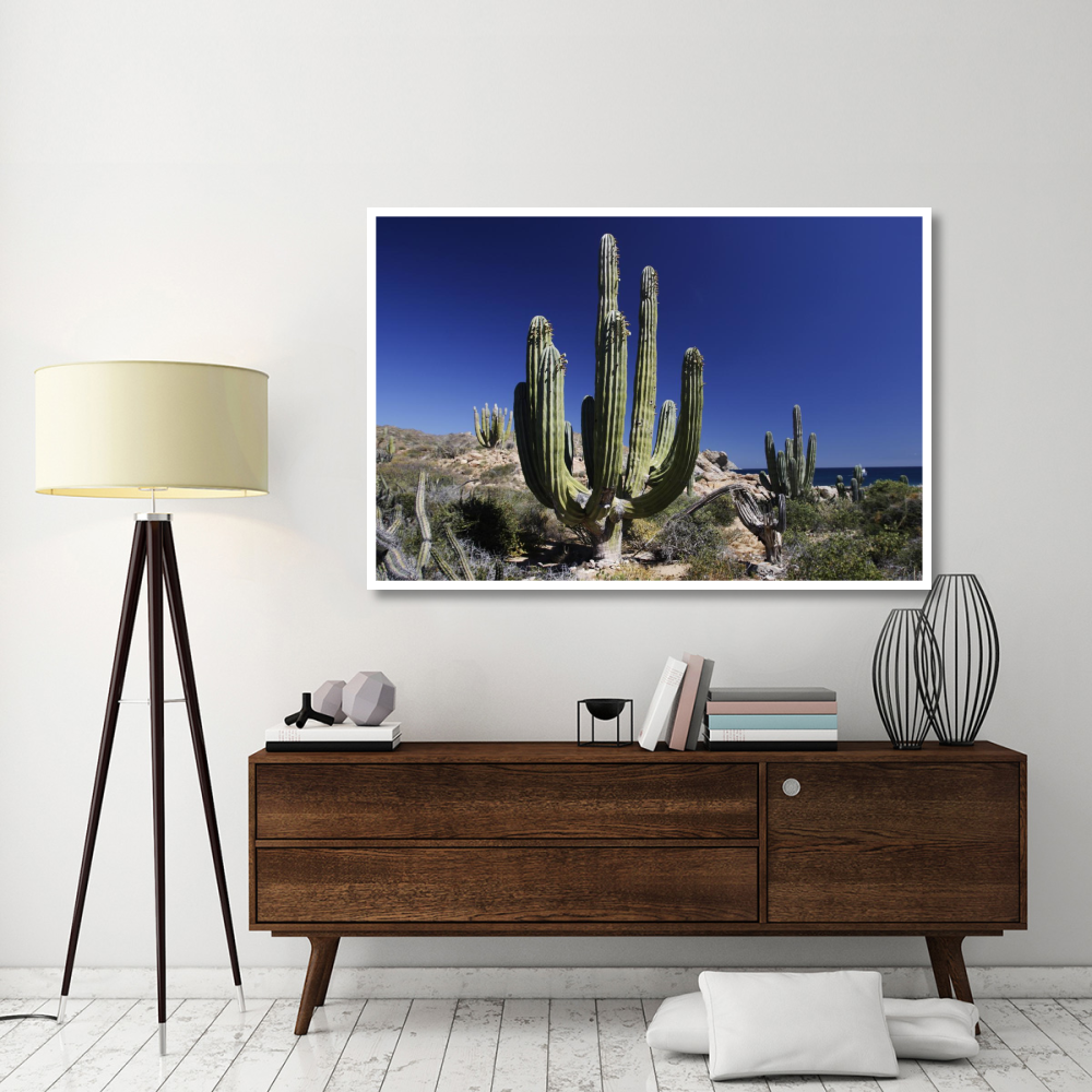 Cardon cacti, Santa Catalina Island, Sea of Cortez, Mexico-Paper Art-62&quotx42"