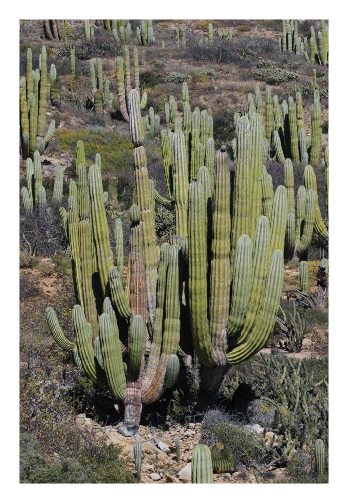 Cardon cacti, Santa Catalina Island, Sea of Cortez, Mexico-Paper Art-18"x26"