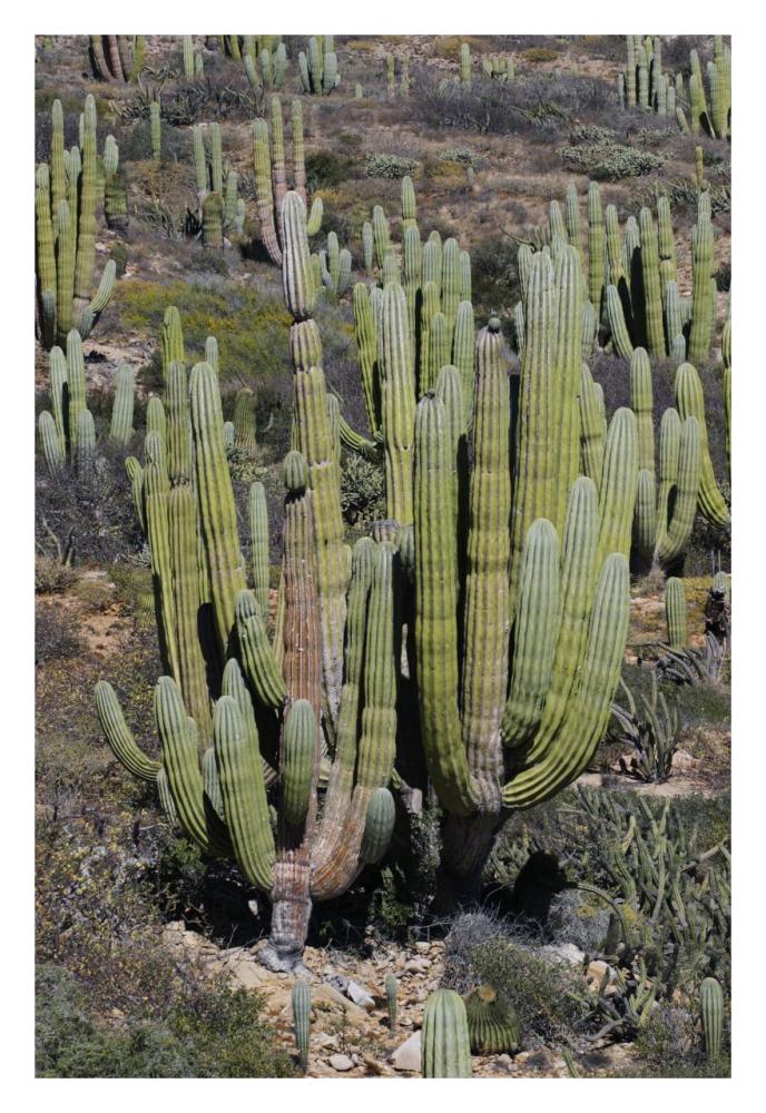 Cardon cacti, Santa Catalina Island, Sea of Cortez, Mexico-Paper Art-22"x32"
