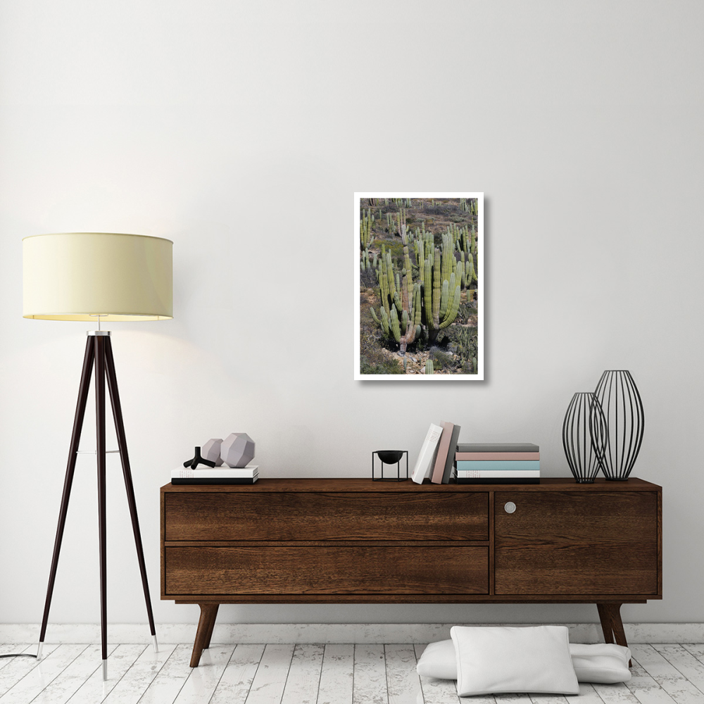 Cardon cacti, Santa Catalina Island, Sea of Cortez, Mexico-Paper Art-22&quotx32"