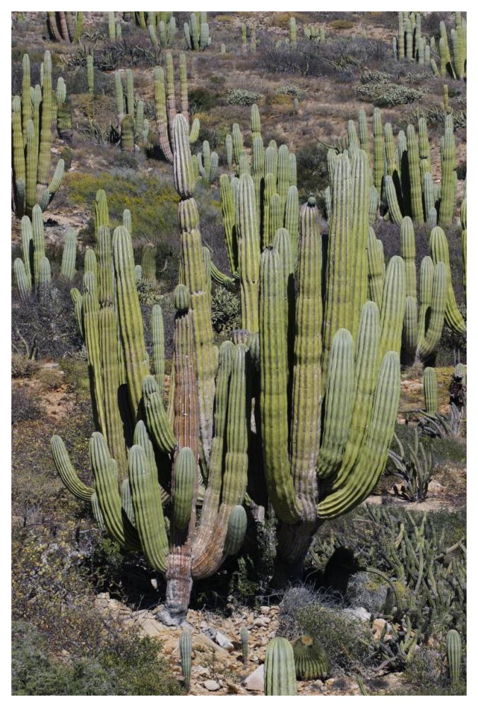 Cardon cacti, Santa Catalina Island, Sea of Cortez, Mexico-Paper Art-42"x62"