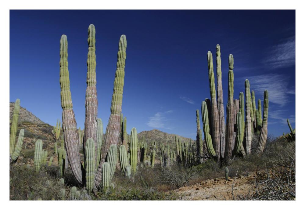 Cardon cacti, Santa Catalina Island, Sea of Cortez, Mexico-Paper Art-32"x22"