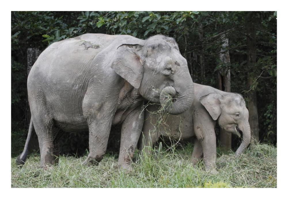 Asian Elephant mother and baby eating grass, Saba, Malaysia-Paper Art-26"x18"
