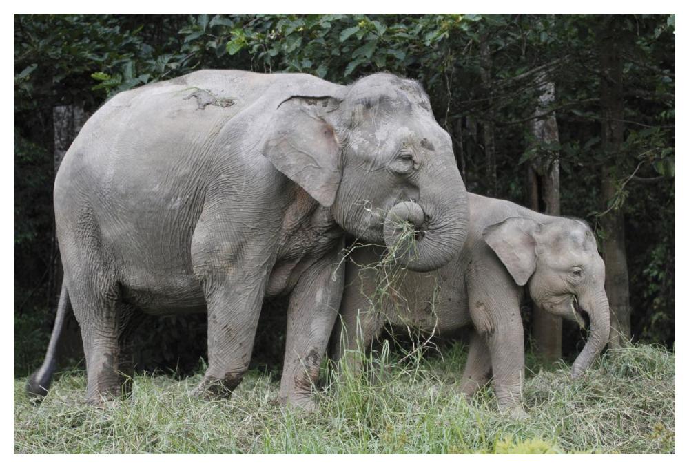 Asian Elephant mother and baby eating grass, Saba, Malaysia-Paper Art-50"x34"