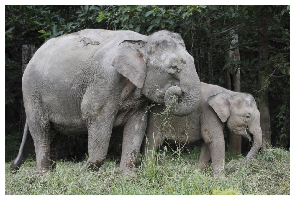 Asian Elephant mother and baby eating grass, Saba, Malaysia-Paper Art-62"x42"