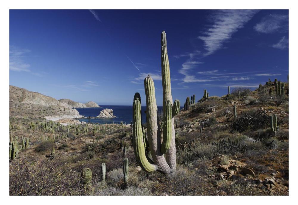 Cardon cactus, Santa Catalina Island, Sea of Cortez, Mexico-Paper Art-32"x22"