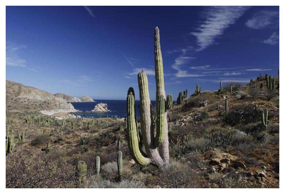 Cardon cactus, Santa Catalina Island, Sea of Cortez, Mexico-Paper Art-50"x34"