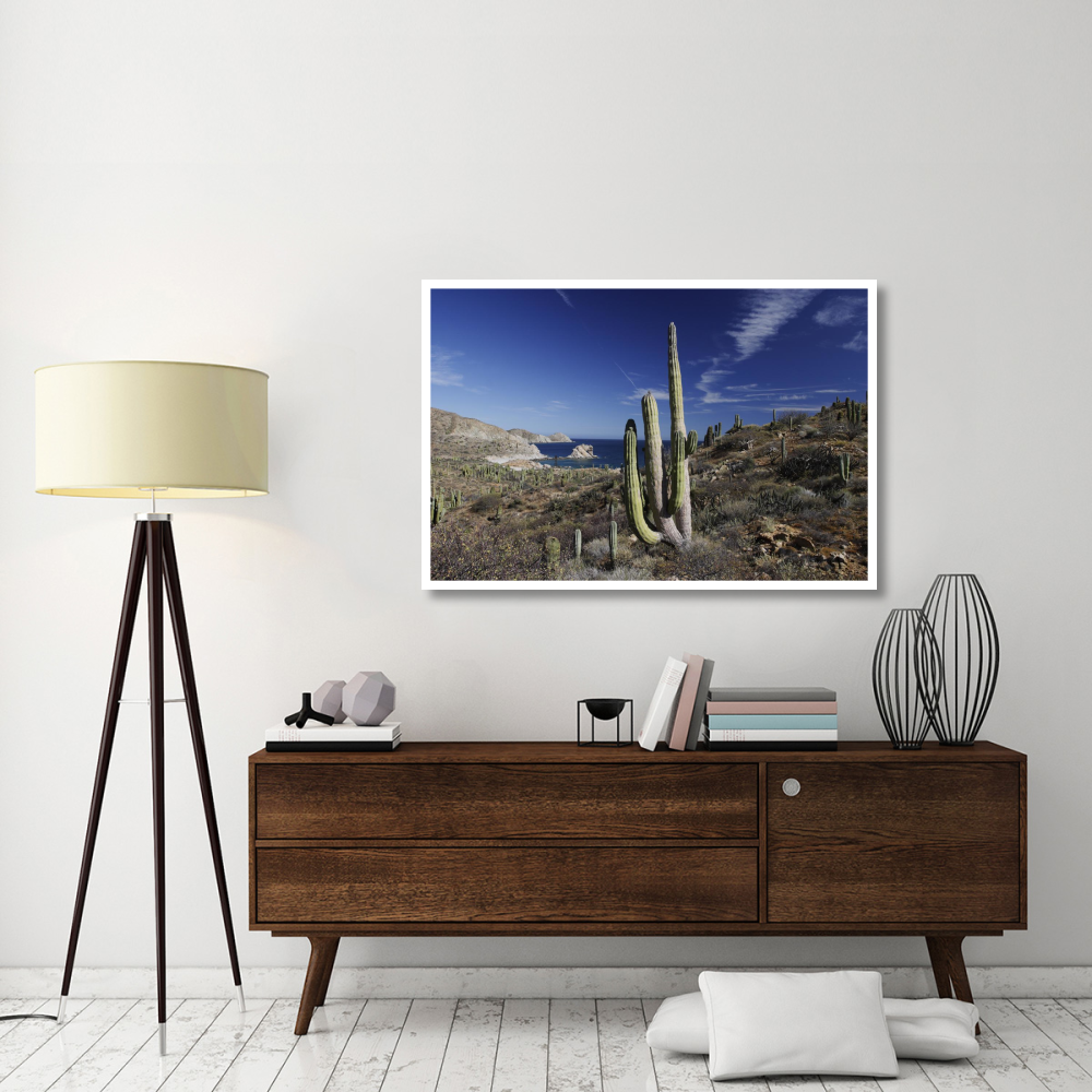Cardon cactus, Santa Catalina Island, Sea of Cortez, Mexico-Paper Art-50&quotx34"
