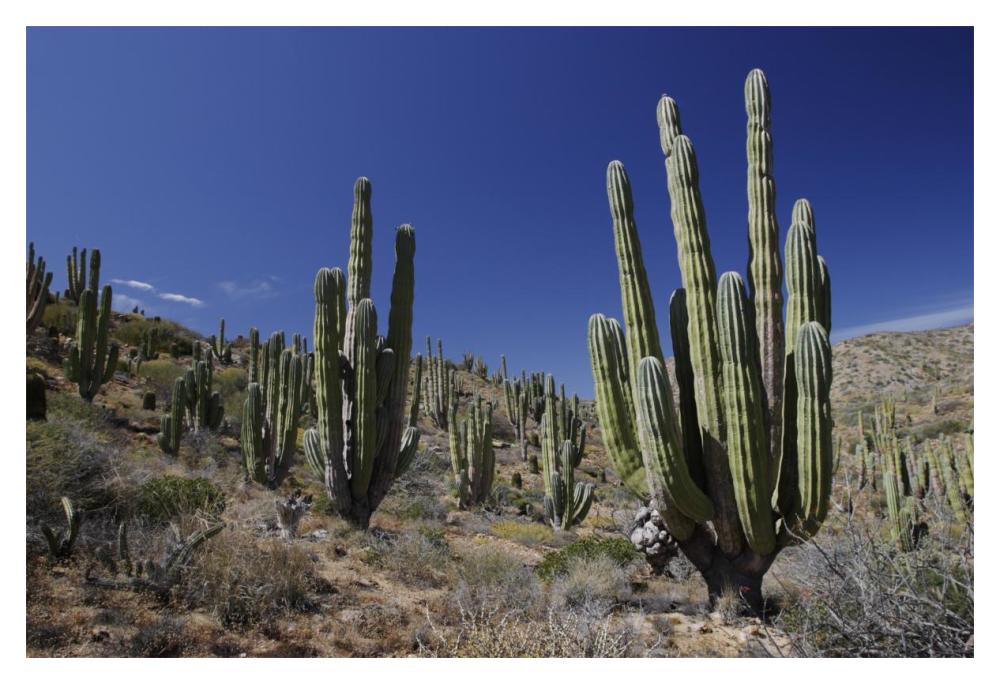 Cardon cacti in desert landscape, Santa Catalina Island, Mexico-Paper Art-20"x14"