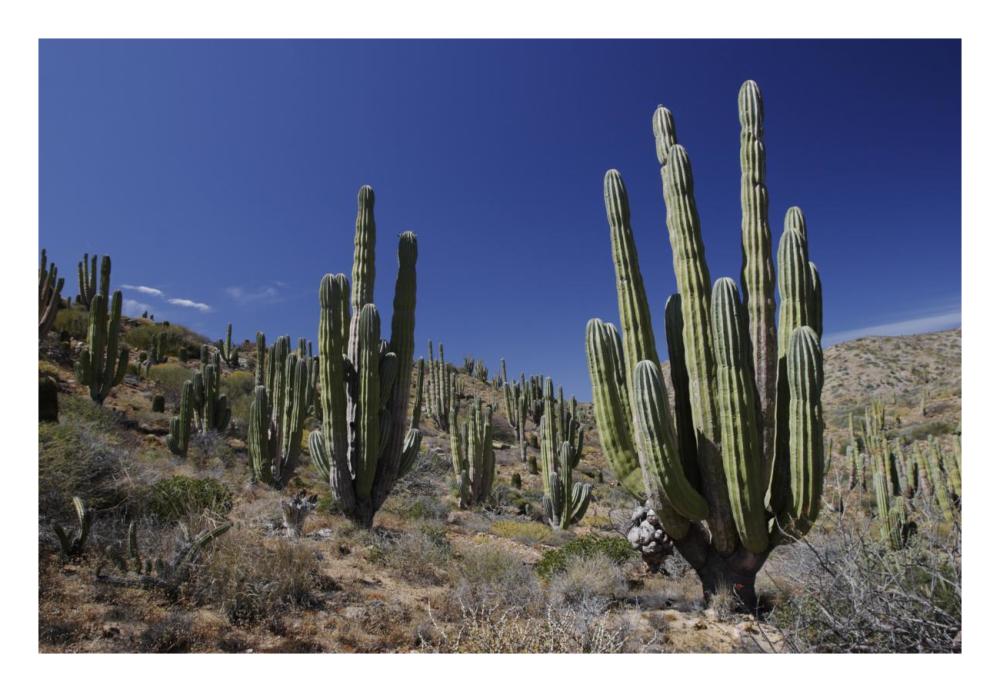 Cardon cacti in desert landscape, Santa Catalina Island, Mexico-Paper Art-26"x18"