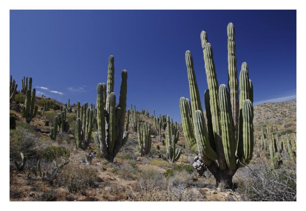 Cardon cacti in desert landscape, Santa Catalina Island, Mexico-Paper Art-32"x22"